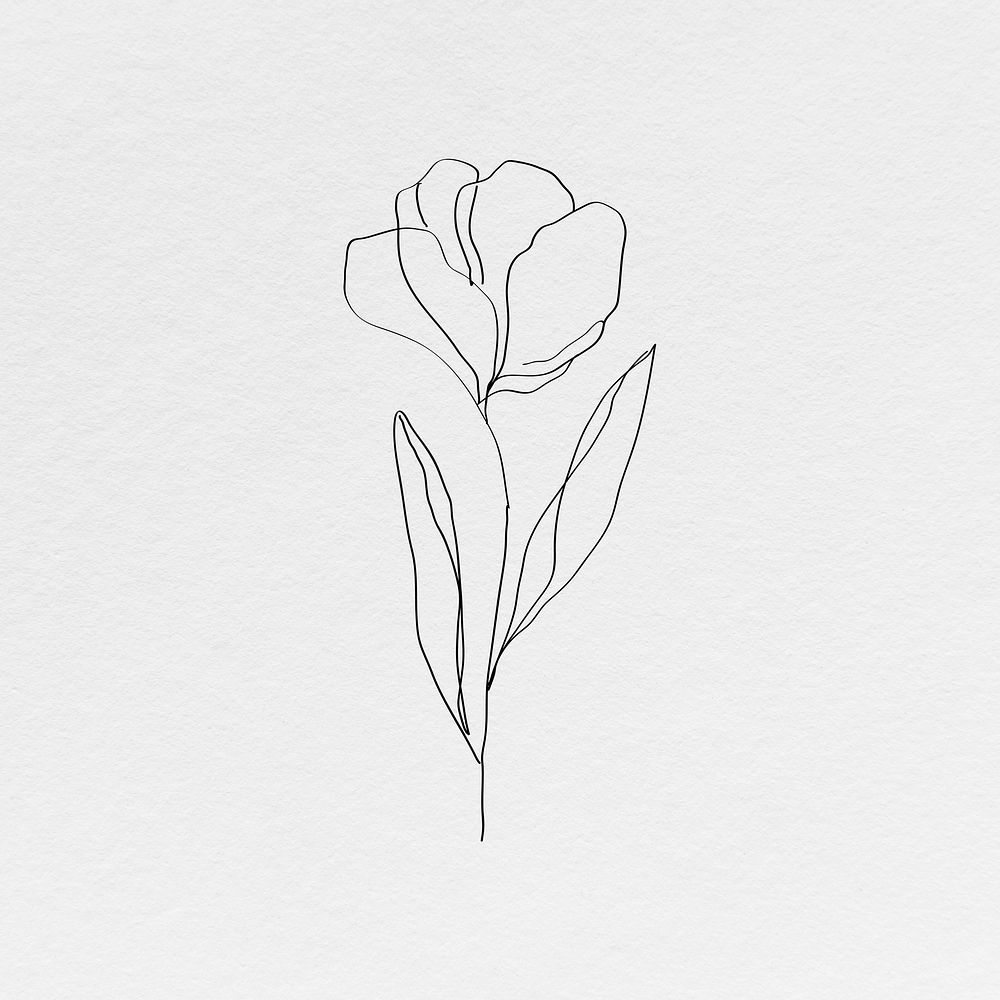 Tulip flower psd line art minimal black illustration