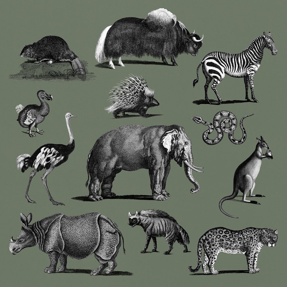 Vintage illustrations of animals | Premium Photo - rawpixel