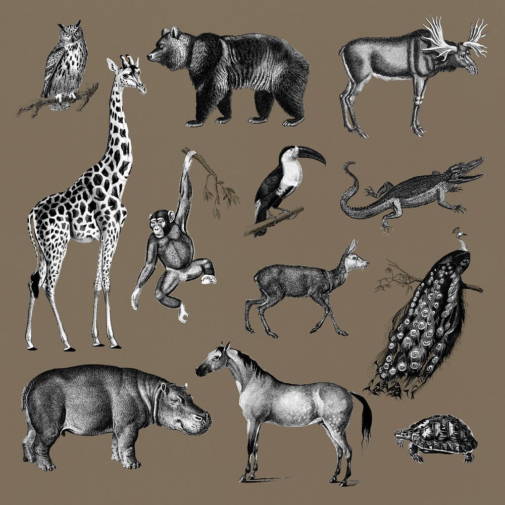 vintage animal illustrations book
