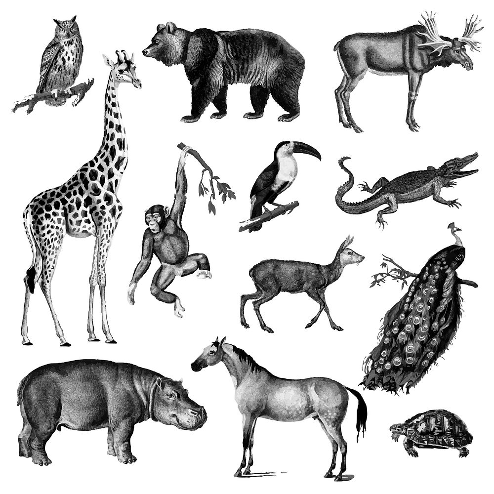 Vintage illustrations of Animals