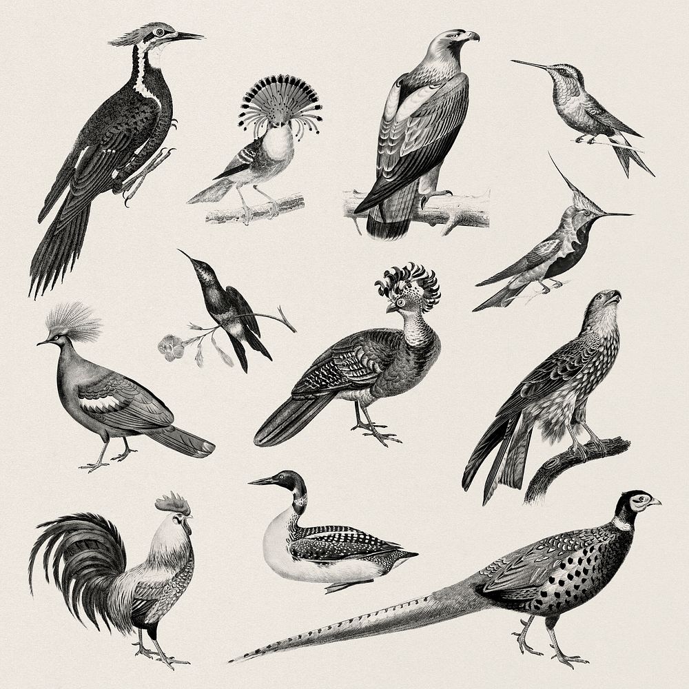 Vintage illustrations of bird