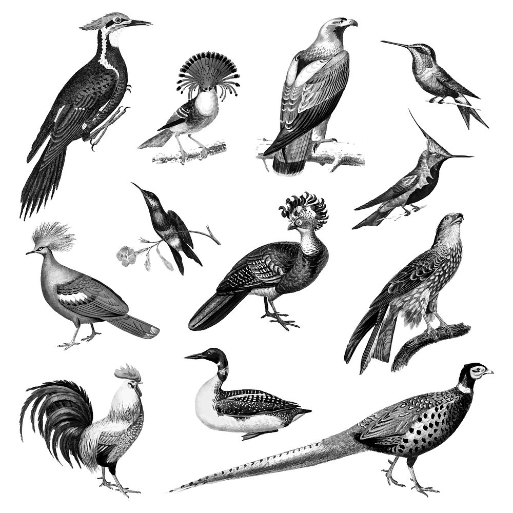 Vintage illustrations of Birds