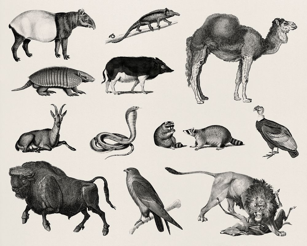 Vintage illustrations of animals