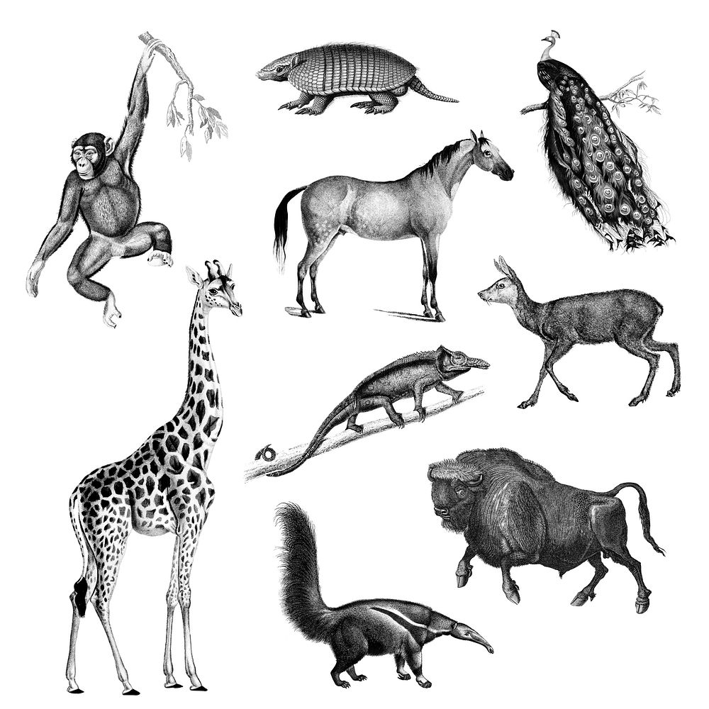 Vintage illustrations of Animals