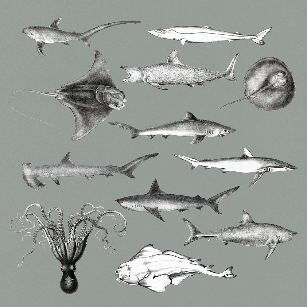 Vintage illustrations of marine life
