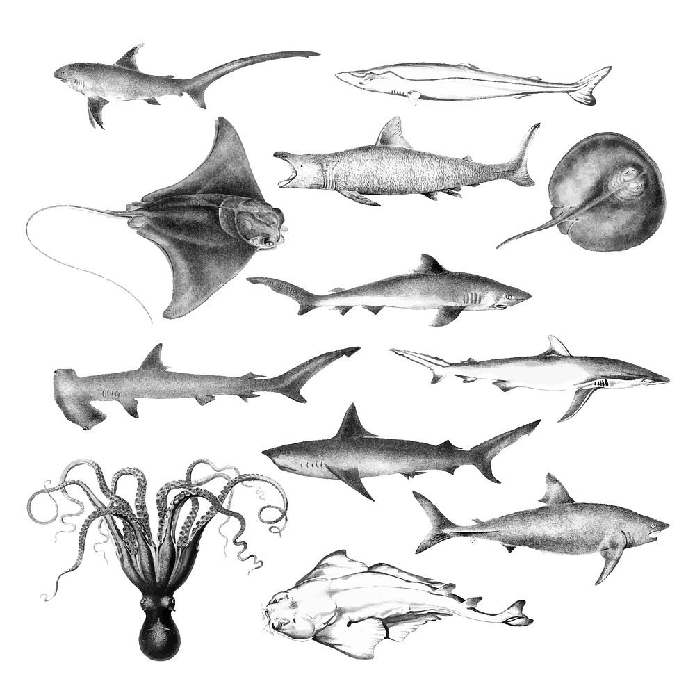 Vintage illustrations of Marine life