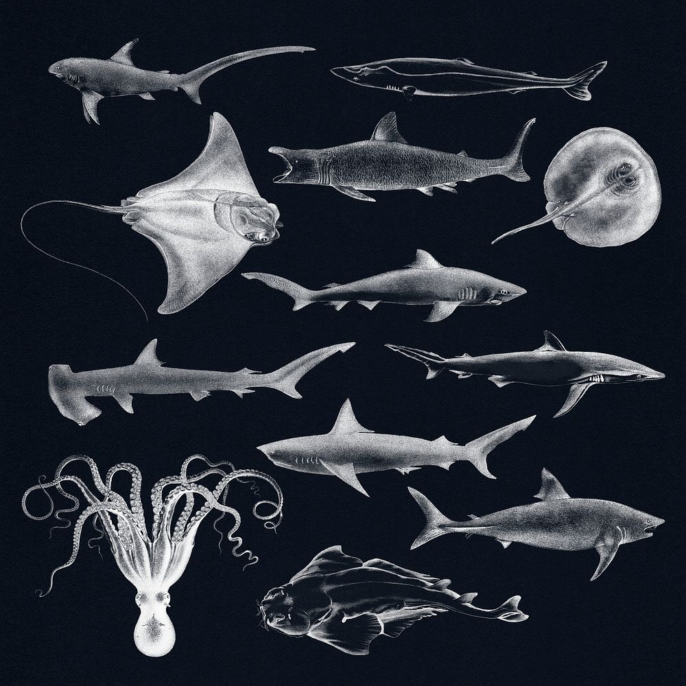 Vintage illustrations of marine life