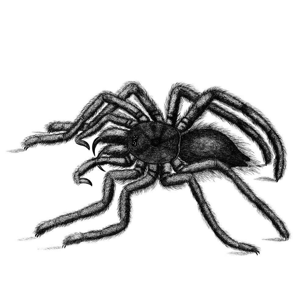 Illustration of Avicularia spider