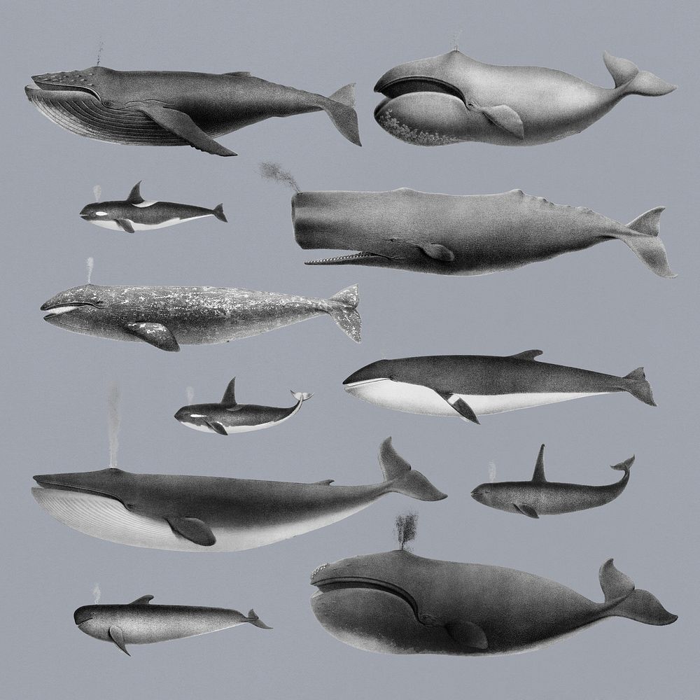 Vintage illustrations of whale