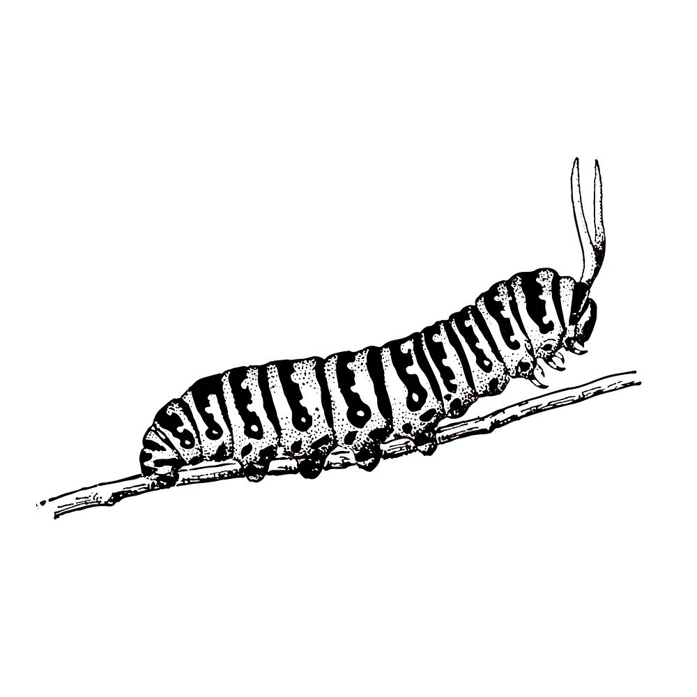 Monarch Caterpillar Print: Digital Print of an Original Drawing Available  5x7 or 8x10 - Etsy