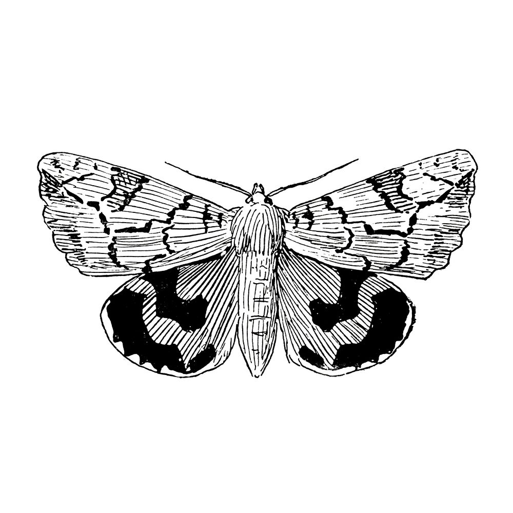 Illustration of moth