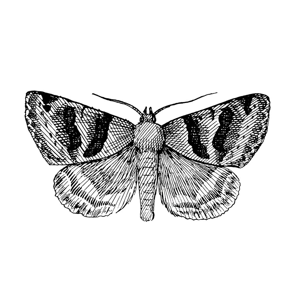 Illustration of Drasteria erechtea