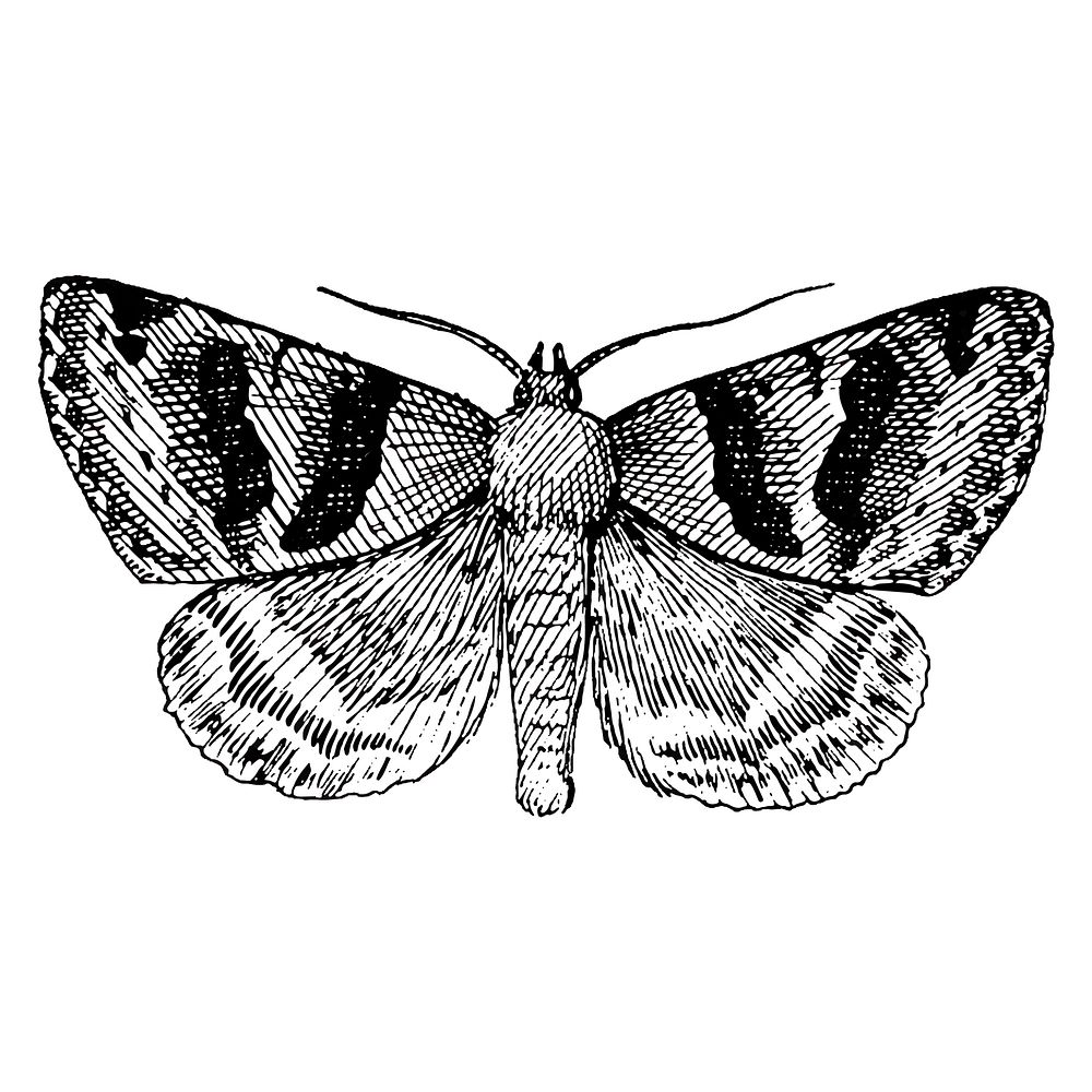 Illustration of Drasteria erechtea