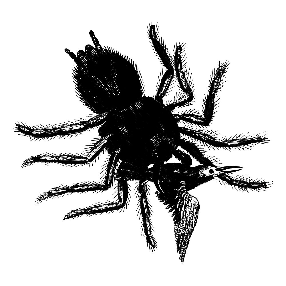 Illustration of Spider
