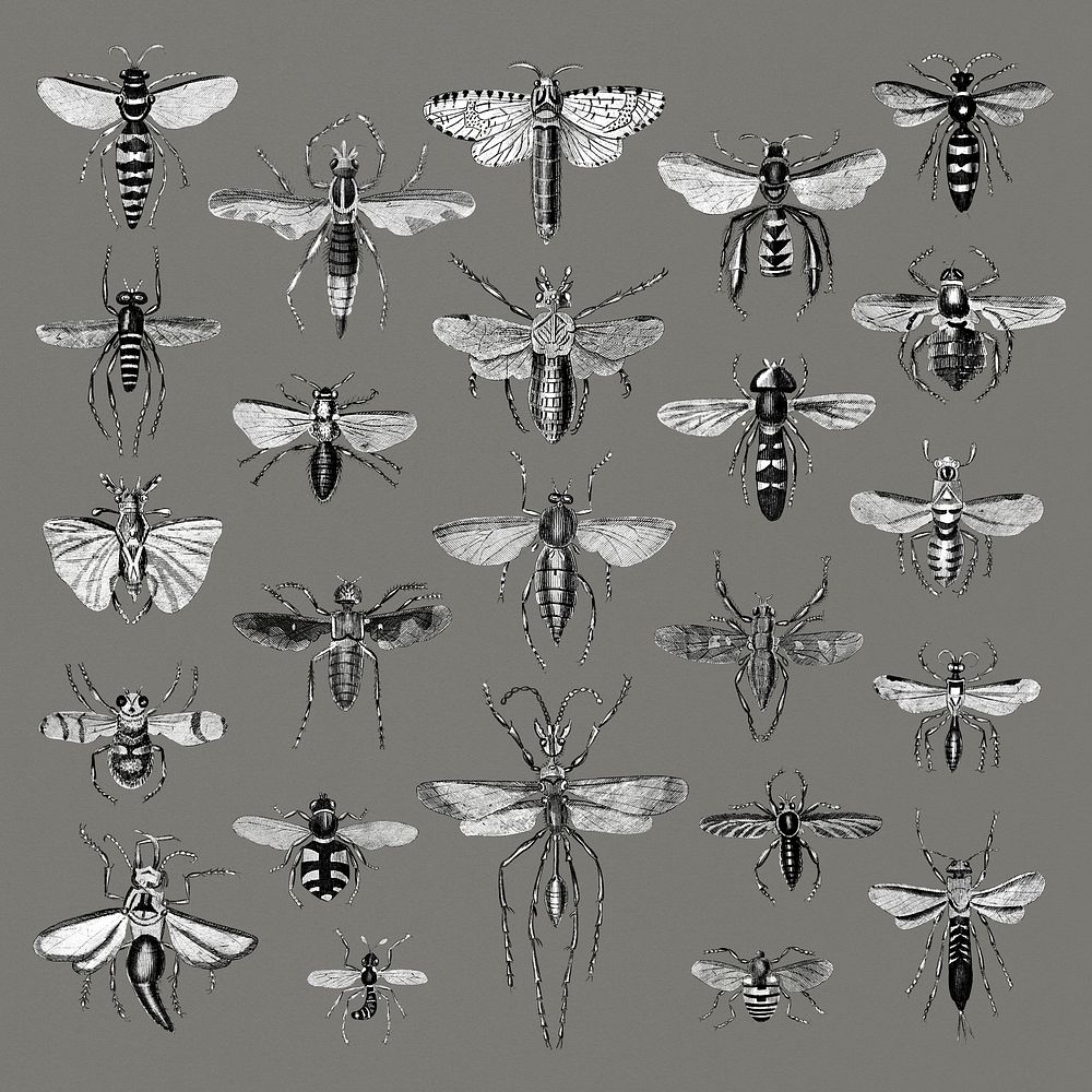 Illustration set of various insects