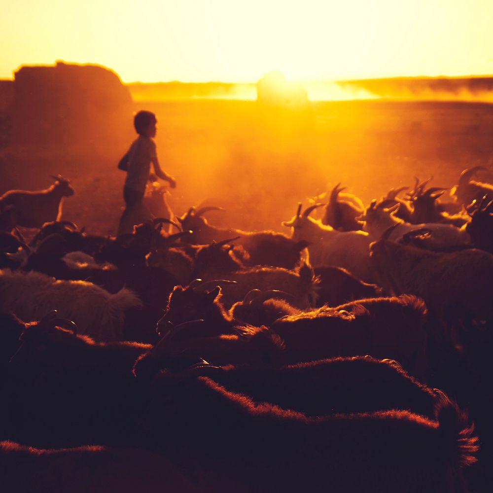 Kazakh boy herds his goats for milking. Gobi, Mongolia. 