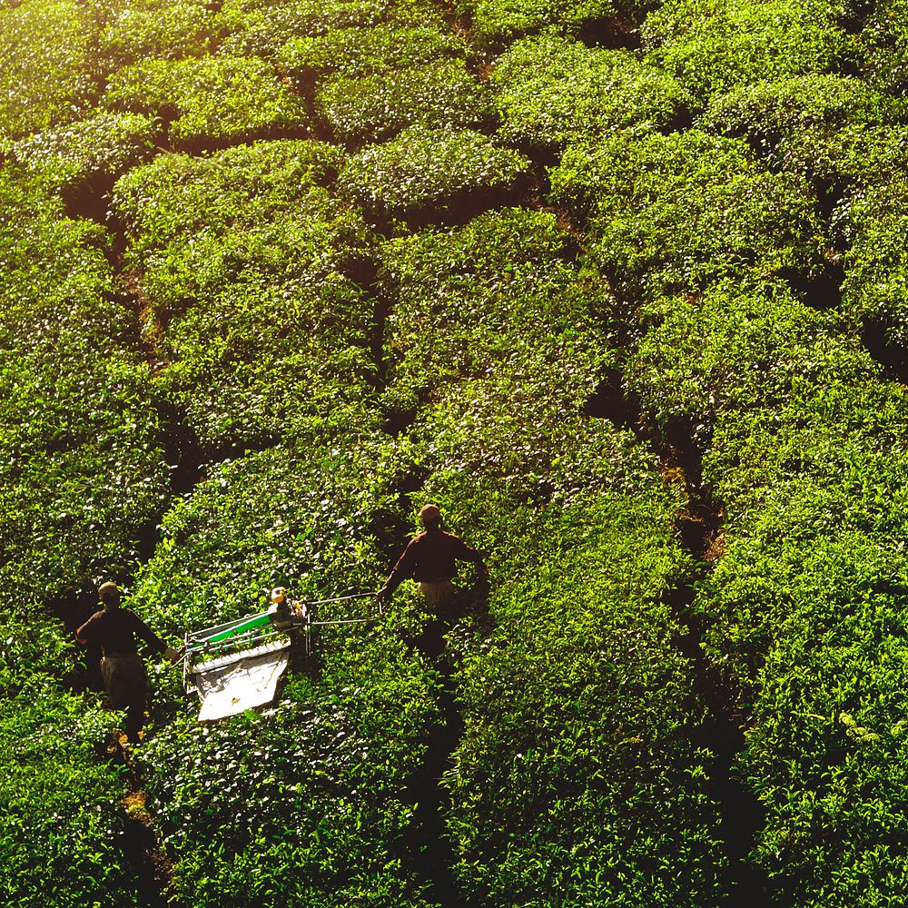 Pickers harvesting tea leaves.