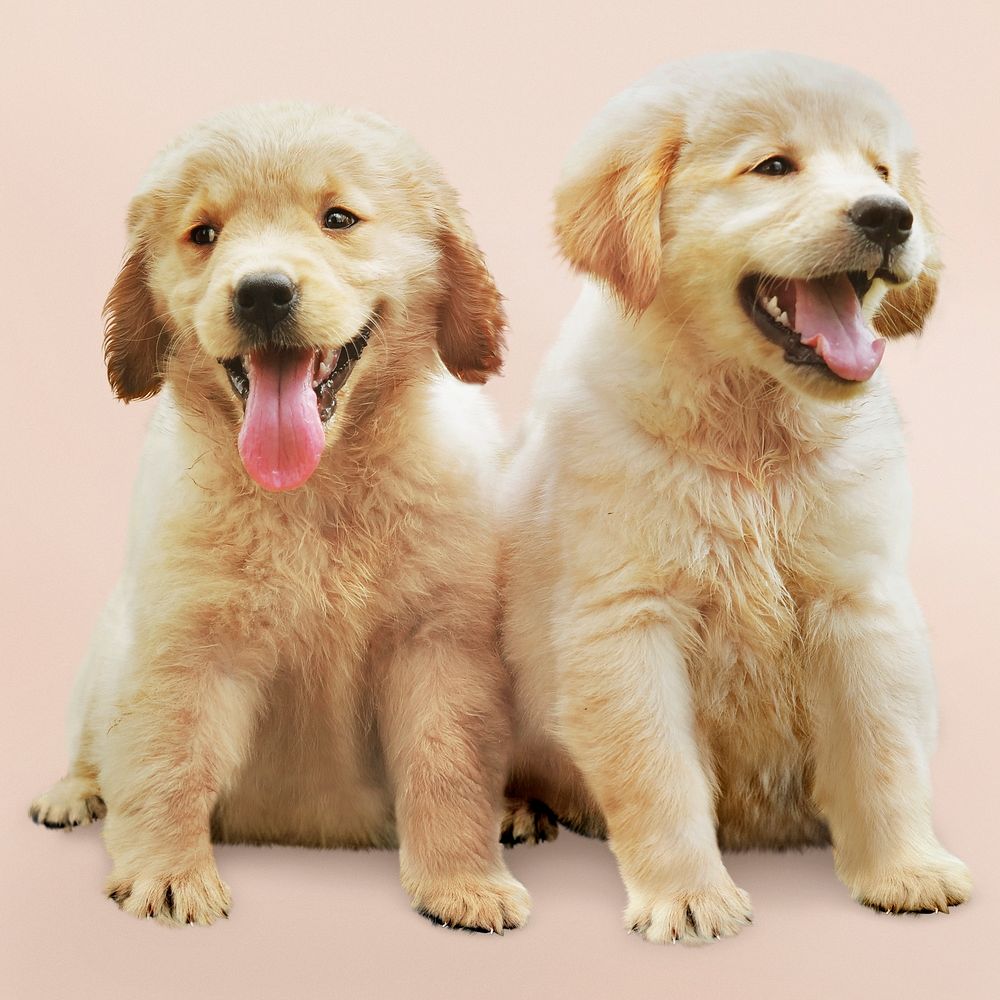 Golden retriever puppies sitting, animal and pet image