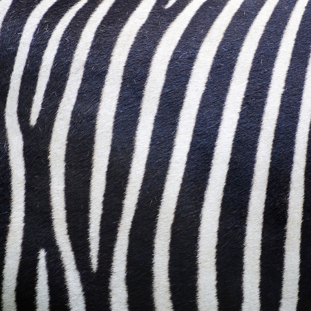 Zebra pattern, real texture, animal close up background