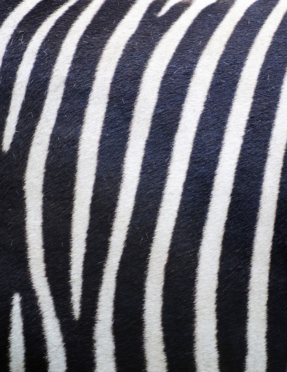 Stripe zebra pattern, animal close up background