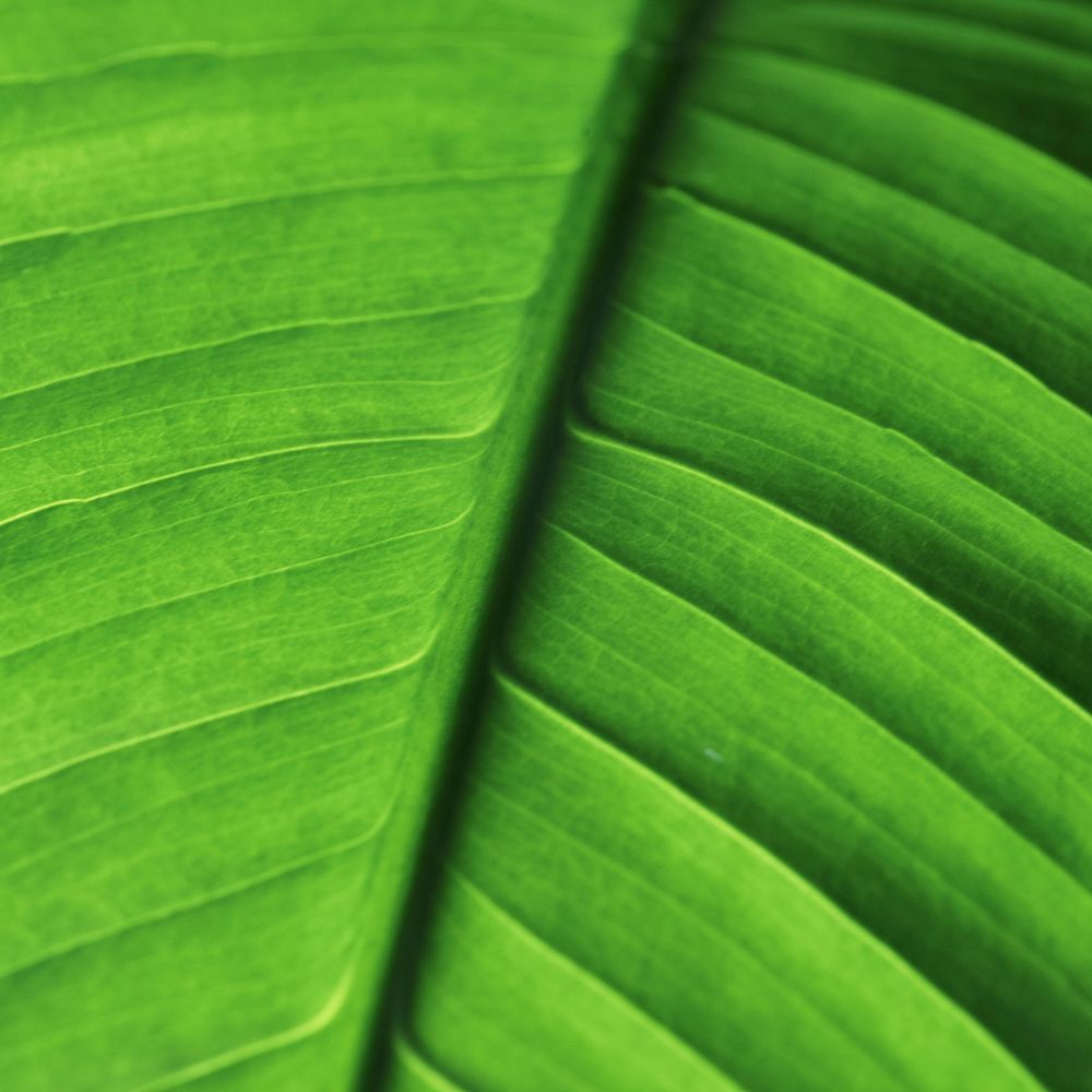 Leaf close up background, green botanical design