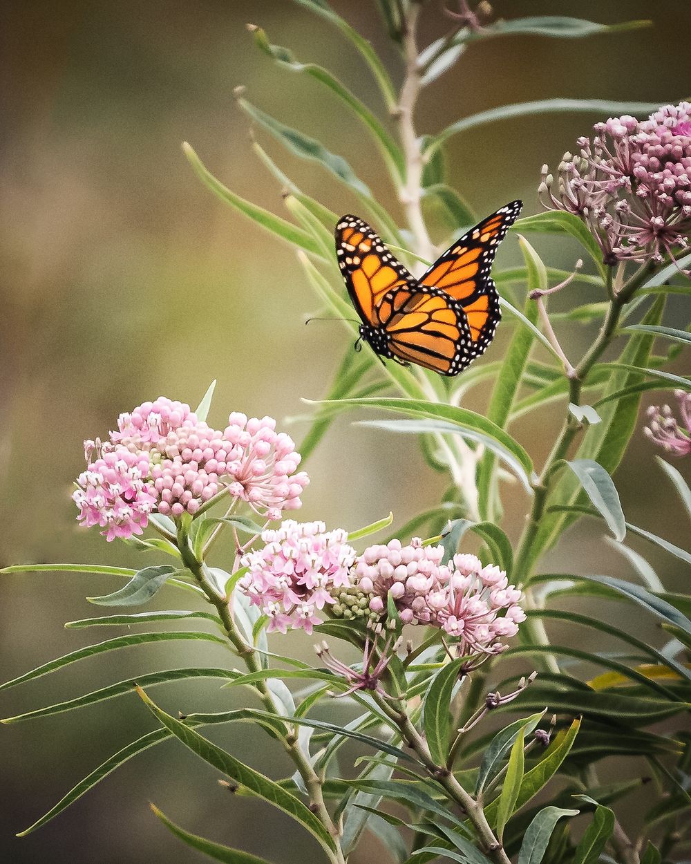 Free monarch butterfly image, public domain animal CC0 photo.