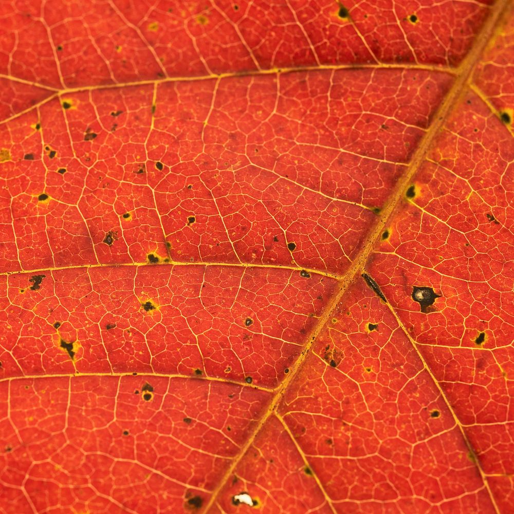 Foliage texture, autumn leaf background, botanical design