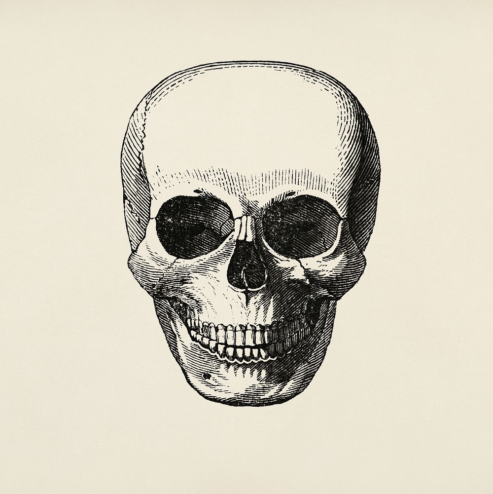 Vintage llustration of skull published in 1843 by John Lloyd Stephens (1805-1852). Original from New York public library.…