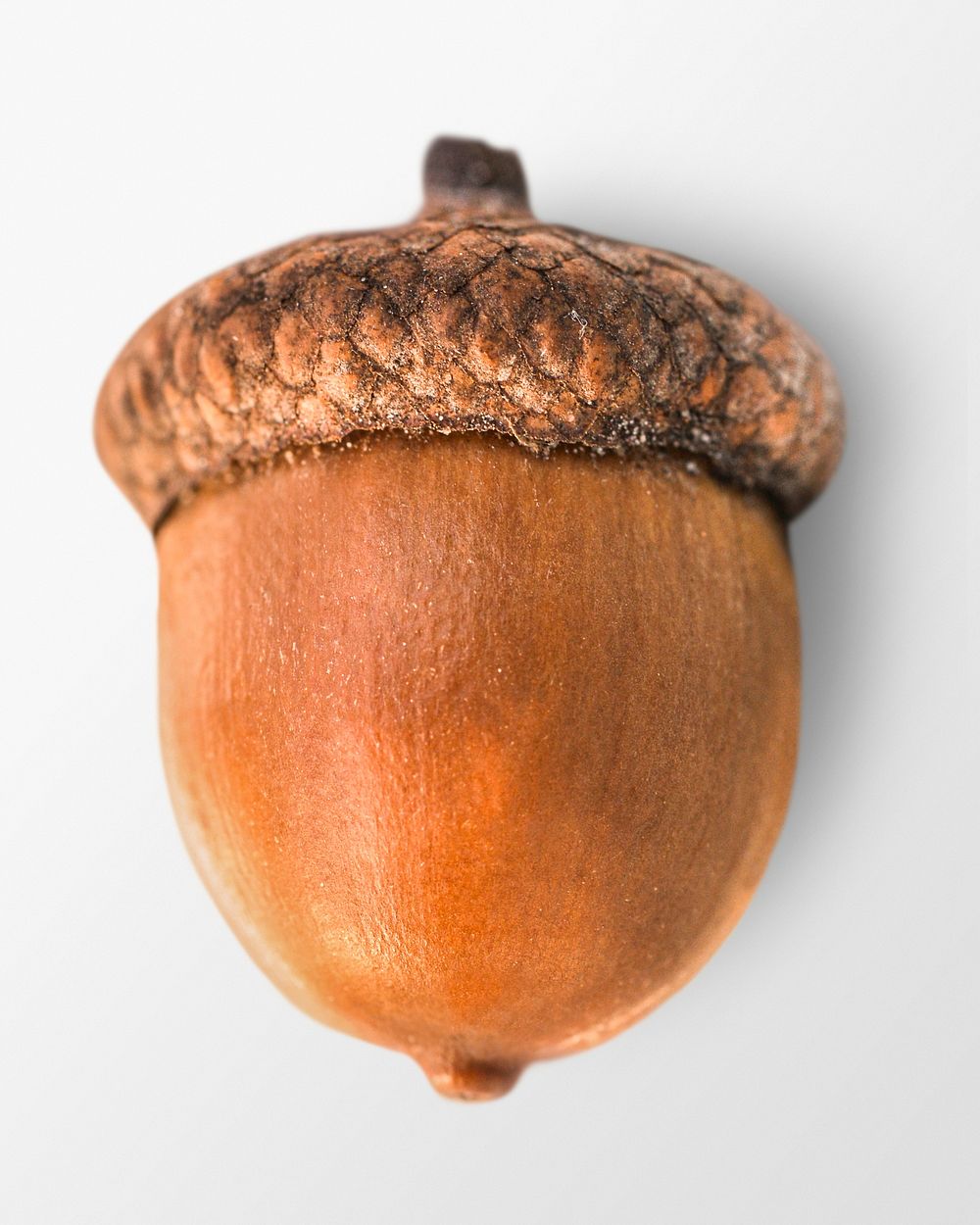Acorn clipart, brown oaknut psd