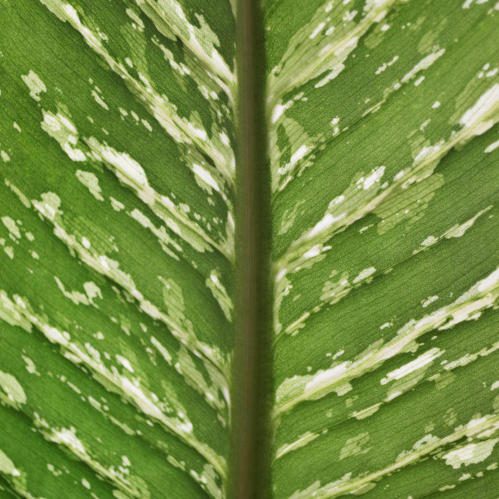 Green leaf texture background, close up design