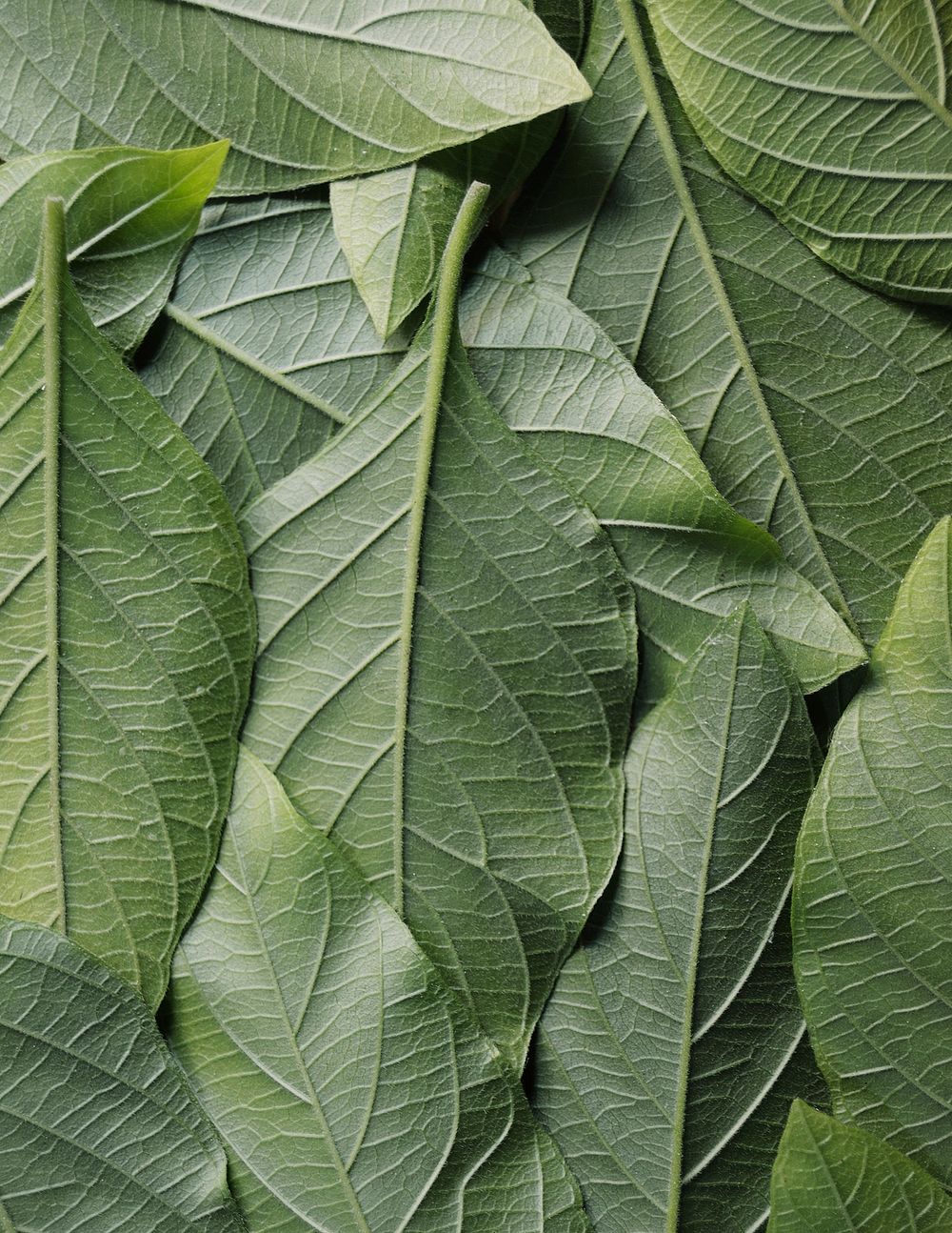 Green leaves background, botanical design