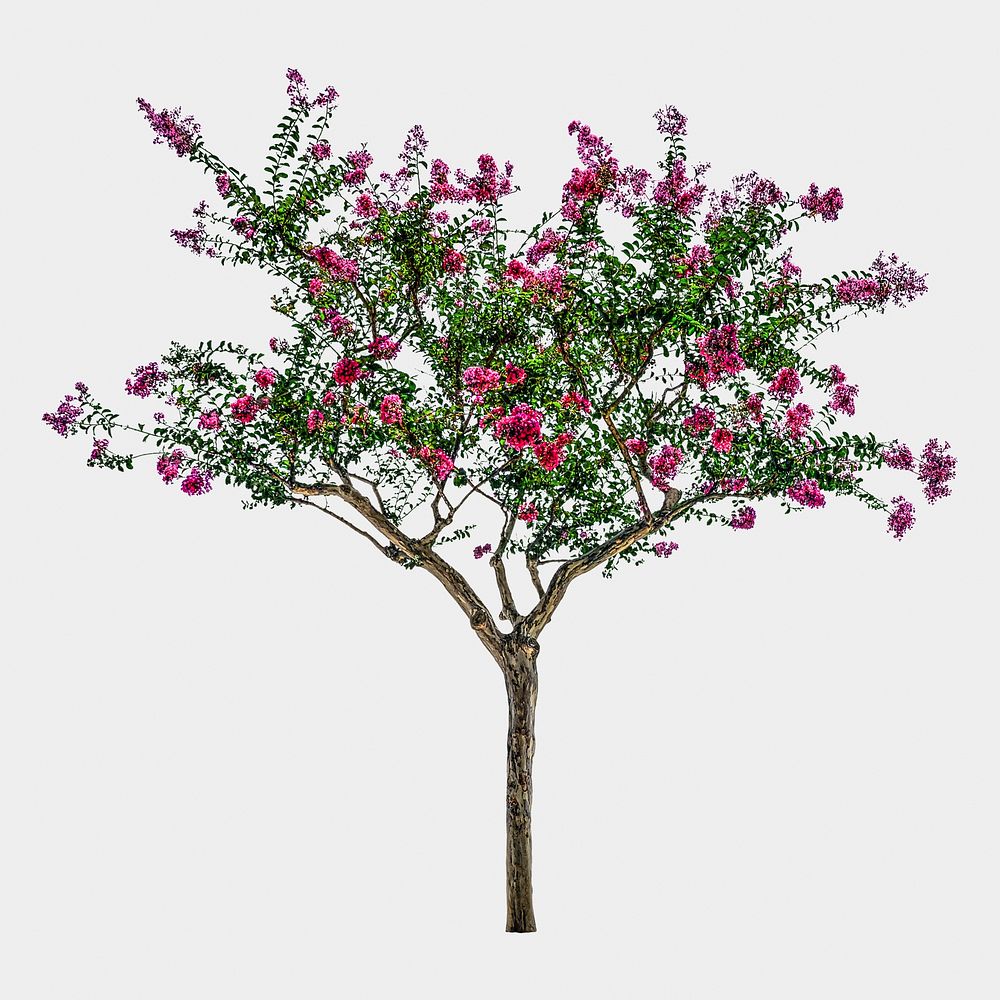 Pink flower tree isolated on white, nature design