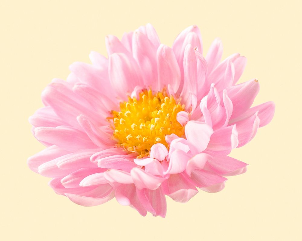 Pink chrysanthemum, flower collage element psd