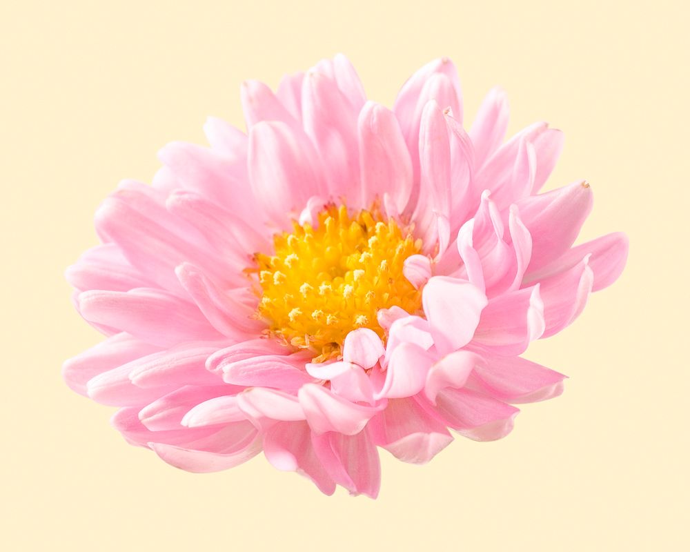 Blooming pink chrysanthemum, flower clipart