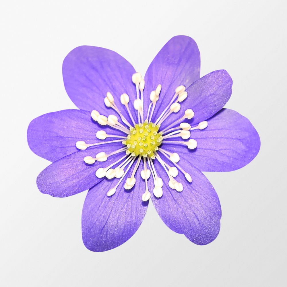 Purple hepatica flower, clipart psd