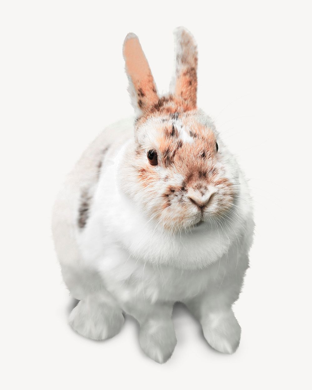 Bunny isolated on white, real animal design psd