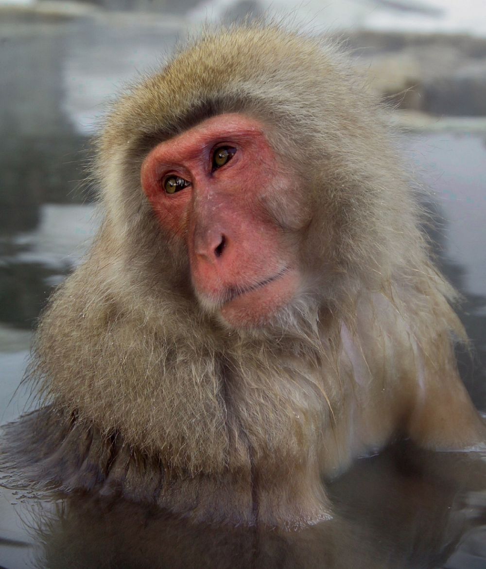 Free snow monkey closeup image, public domain CC0 animal photo.