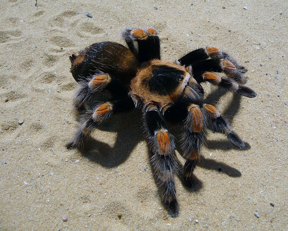 Free tarantula on sand image, public domain animal CC0 photo.