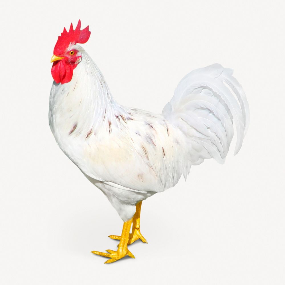 Chicken isolated on white, real animal design psd