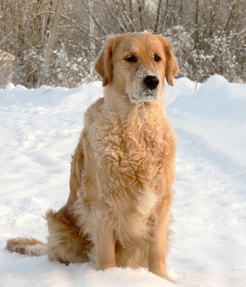 Free golden retriever dog sitting on snow image, public domain animal CC0 photo.