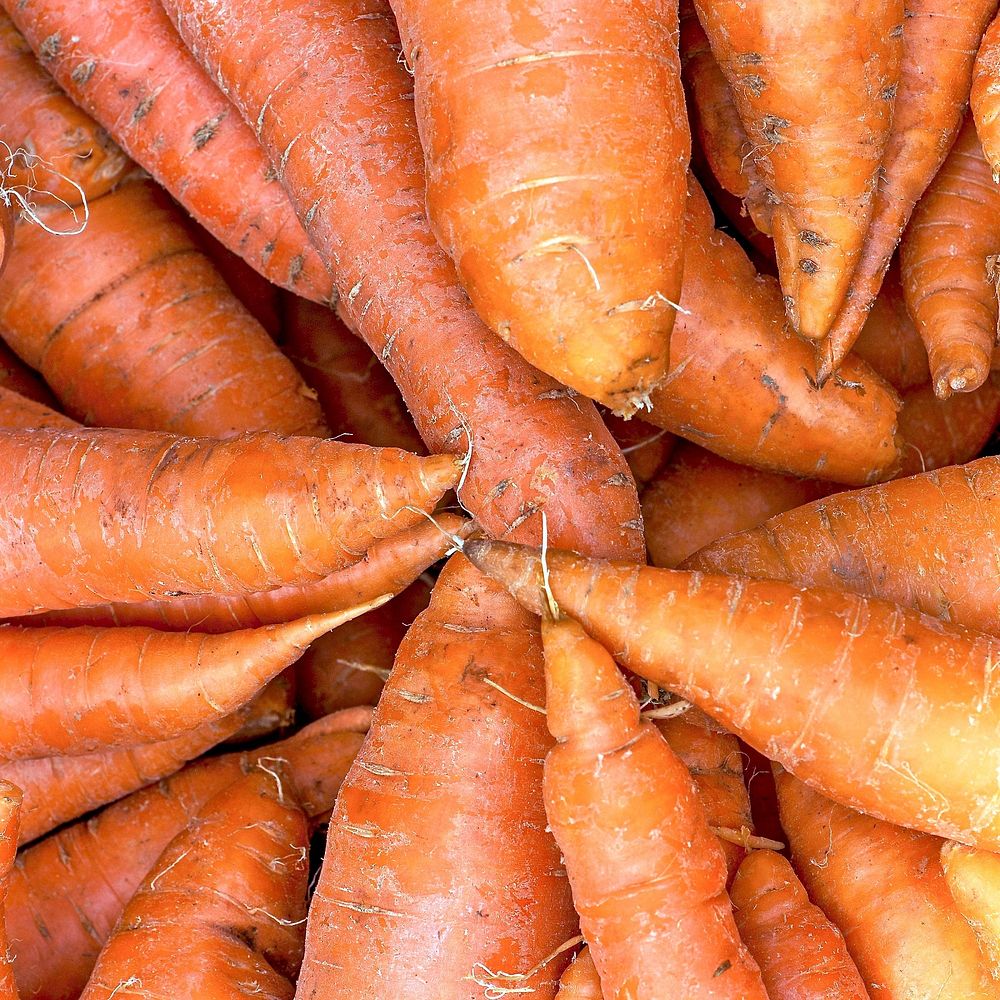 Free closeup on pile of big carrots, public domain CC0 photo