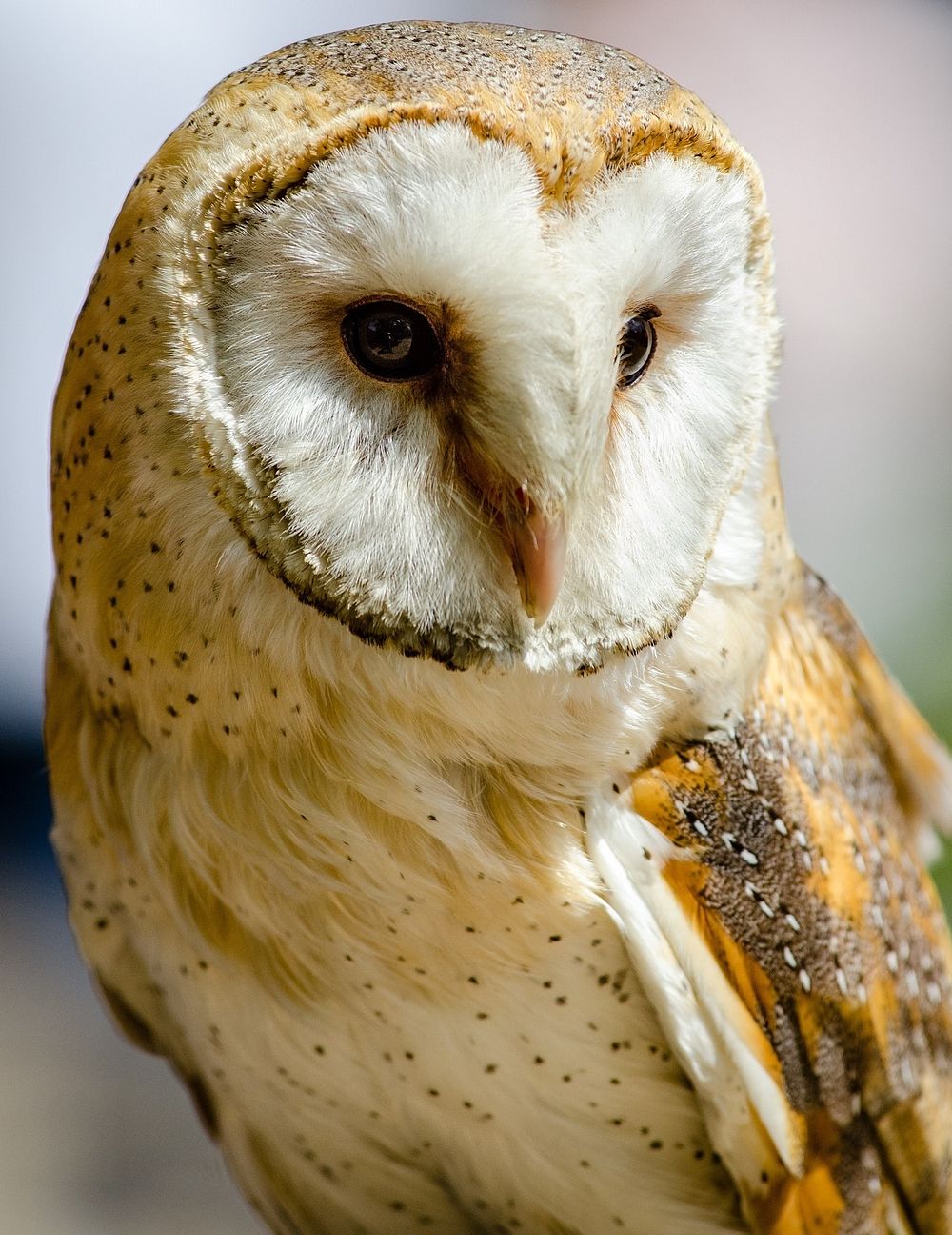 Free close up brown owl image, public domain animal CC0 photo.