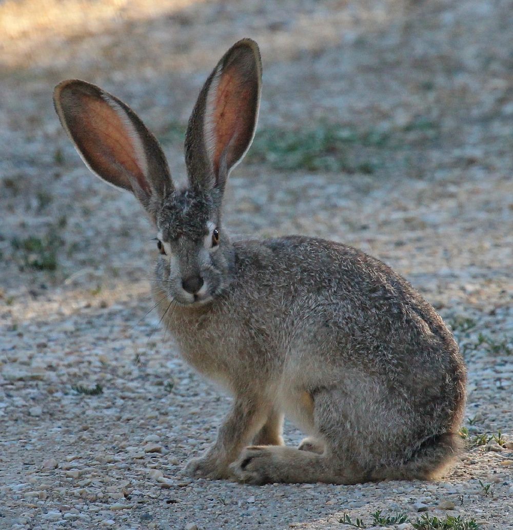 Free wild rabbit image, public domain animal CC0 photo.