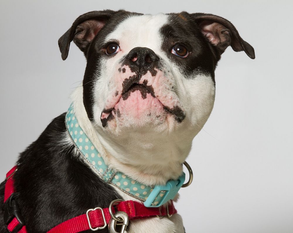 Free bulldog with cute collar image, public domain animal CC0 photo.