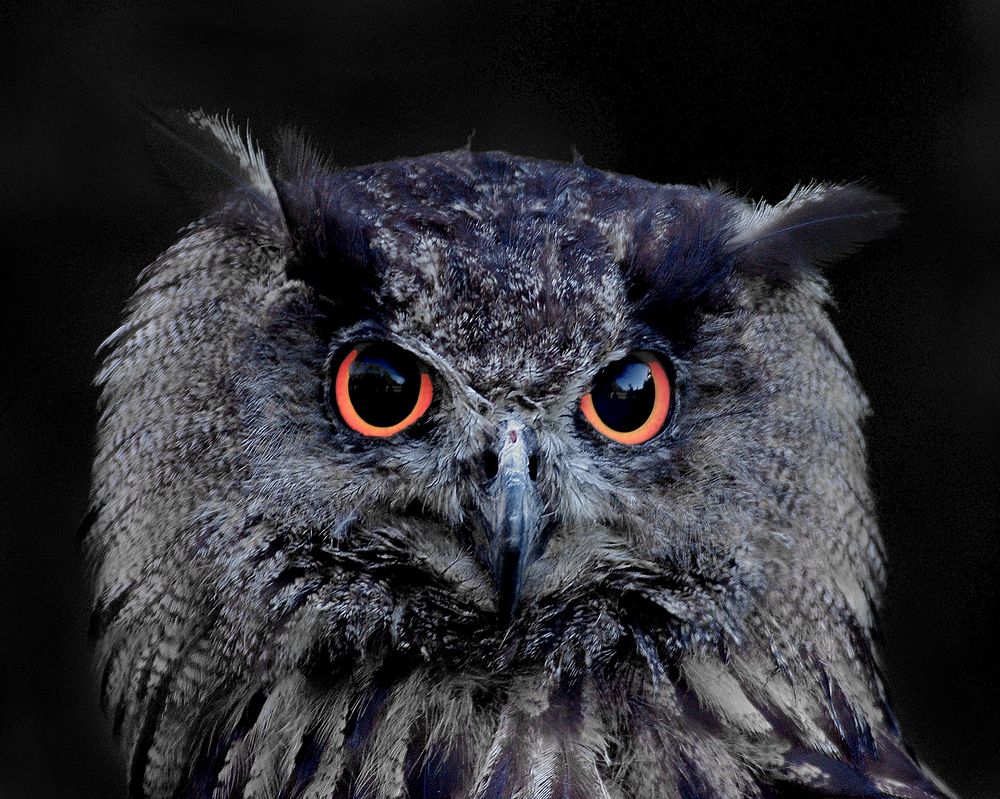 Free close up grey owl face image, public domain animal CC0 photo.
