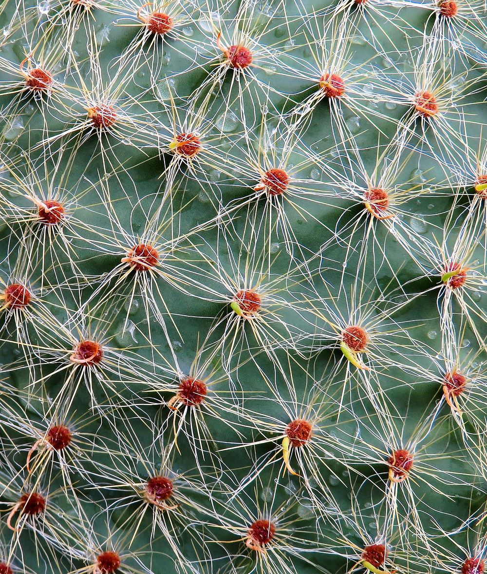 Free cactus close up image, public domain plant CC0 photo.