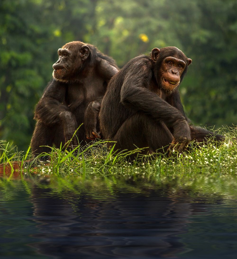 Free chimpanzee in forest photo, public domain animal CC0 image