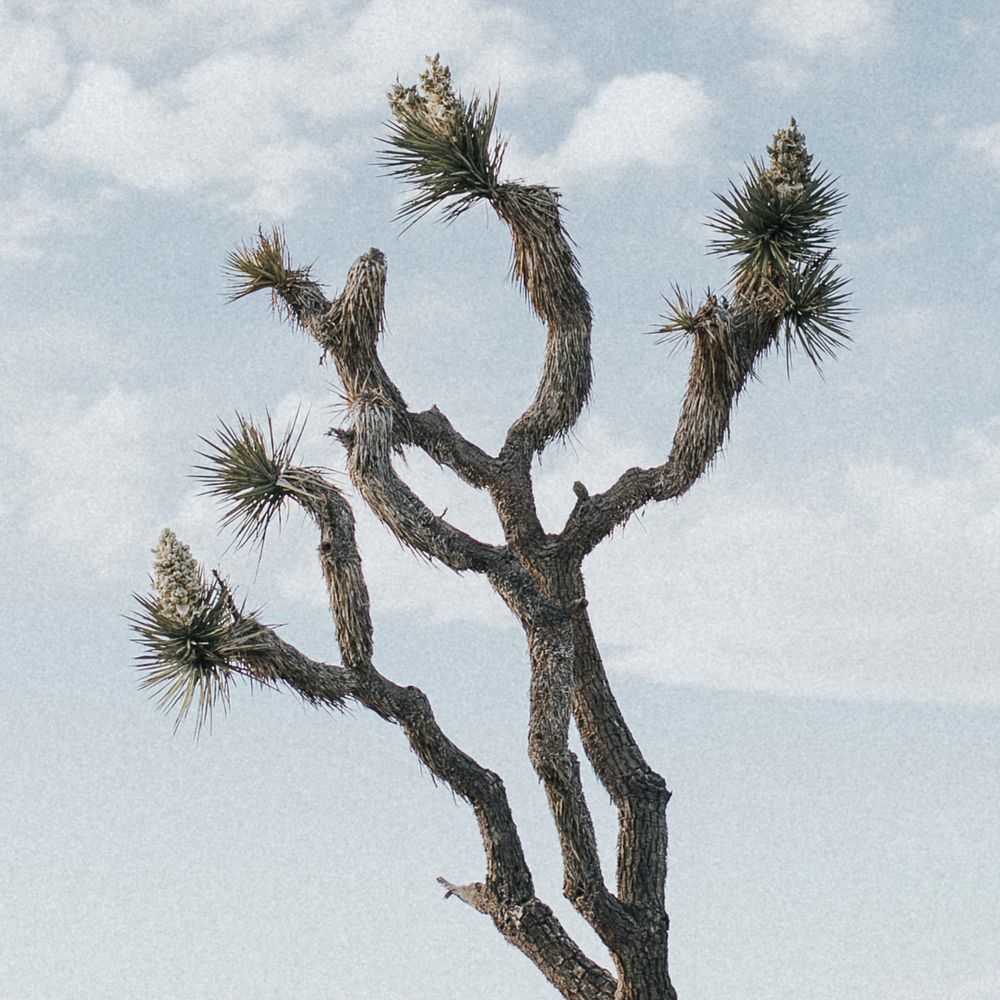 Lone Joshua tree in the Californian desert