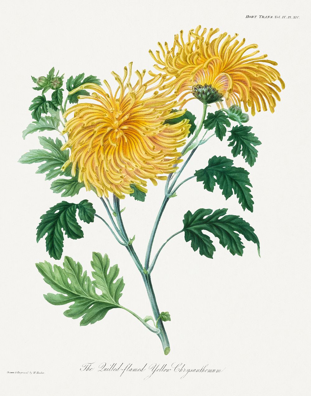 The lulled flame yellow chrysanthemum by William Jackson Hooker Original from The MET Museum. Digitally enhanced by rawpixel.