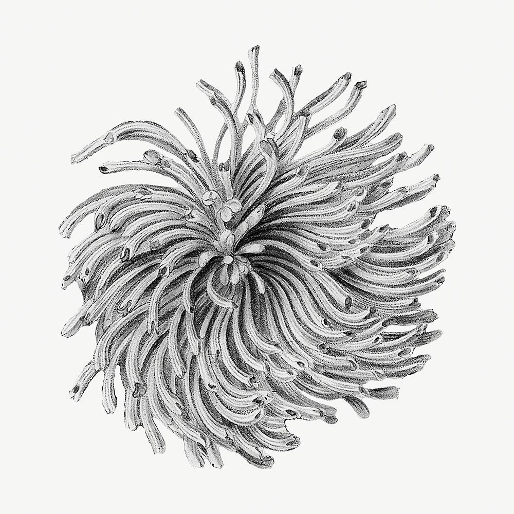 Vintage monochrome blooming chrysanthemum illustration